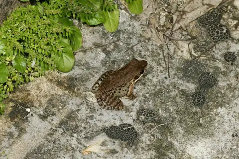 Fine-spined Frog