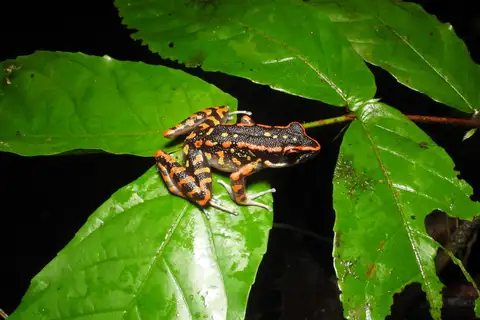 Western Sunda Spotted Stream Frog