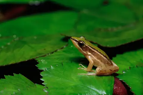 Taipei frog