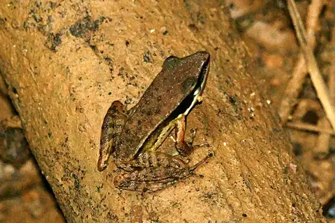 Günther's Golden-backed Frog