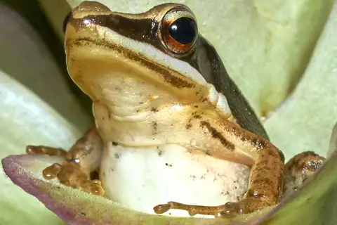 Urban Golden-backed Frog