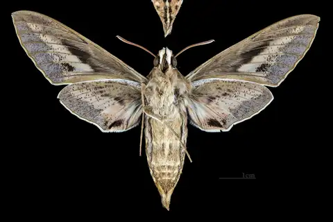 White-lined Sphinx