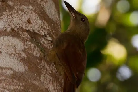 Red-billed Woodcreeper