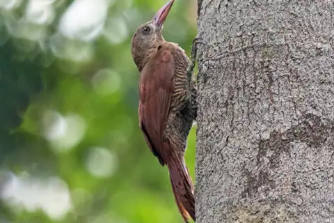 Bar-bellied Woodcreeper