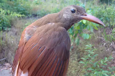 Uniform Woodcreeper