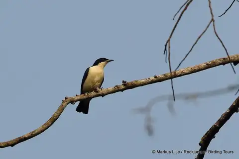 Violet-backed Hyliota