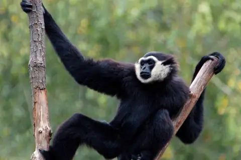 Agile Gibbon