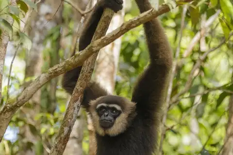 Bornean White-bearded Gibbon