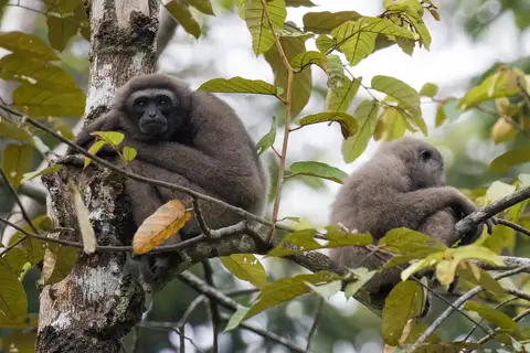 North Bornean Gray Gibbon