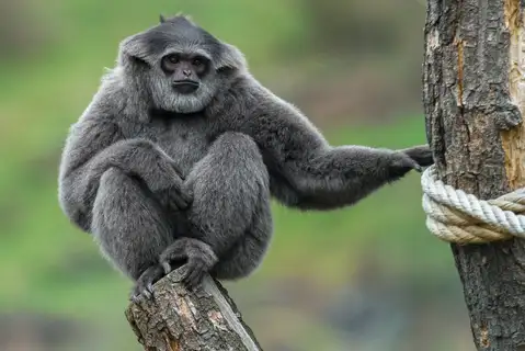 Javan Gibbon