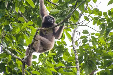 Müller's Gibbon