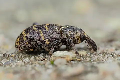 Large Pine Weevil