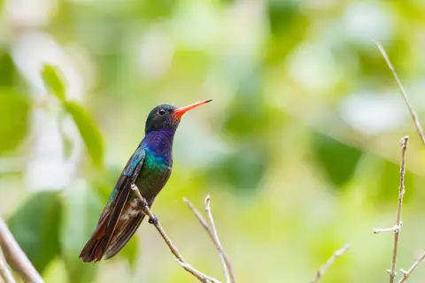 Rufous-throated Sapphire