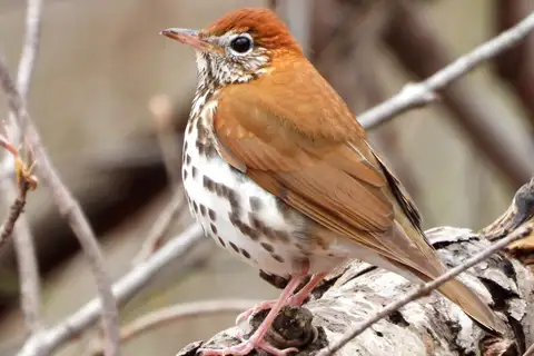 Wood Thrush