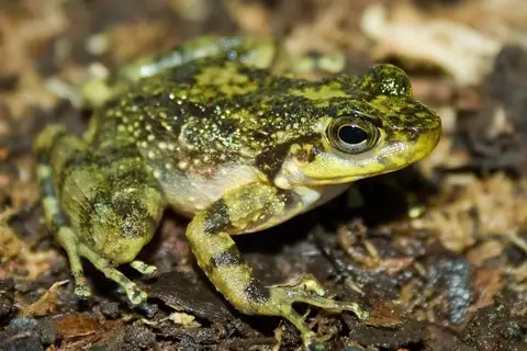 Warty Tree Toad
