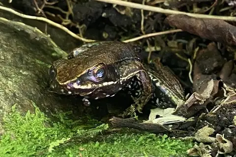 Caparao Mountains Tree Toad