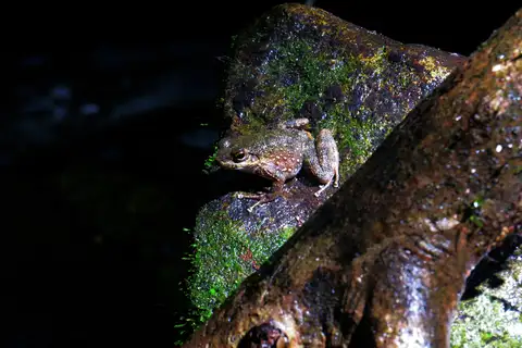 Hylodes cardosoi