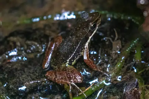 Hylodes dactylocinus