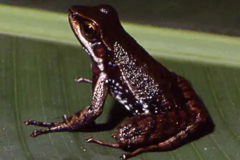 Hylodes heyeri