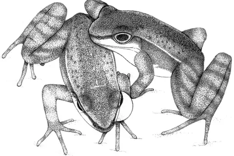 Hylodes japi