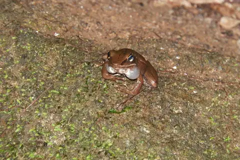 Baumann's Tree Toad