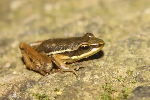 Sao Paulo Tree Toad