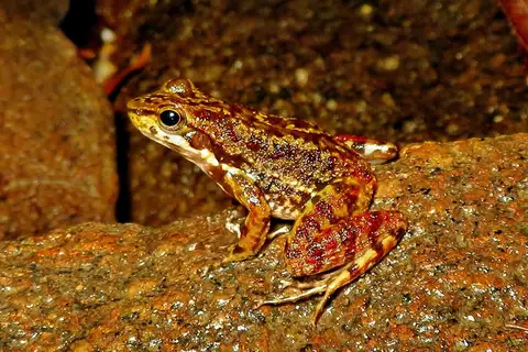 Santa Catarina Tree Toad