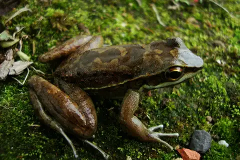 Humboldt's Tree Toad