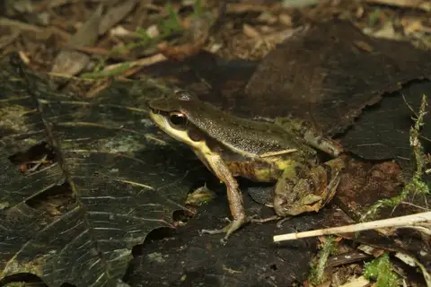 Boraceia Tree Toad