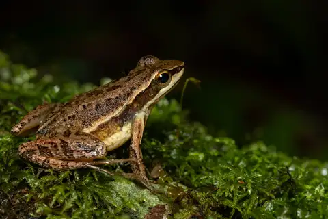 Serra das Cabras Tree Toad