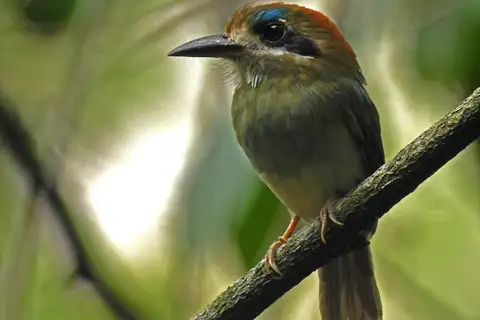Tody Motmot