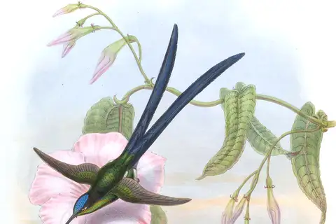 Scissor-tailed Hummingbird