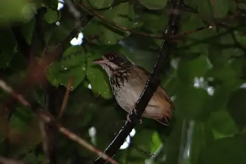 Masked Antpitta