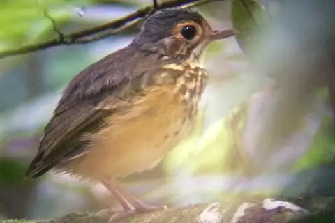 Spotted Antpitta