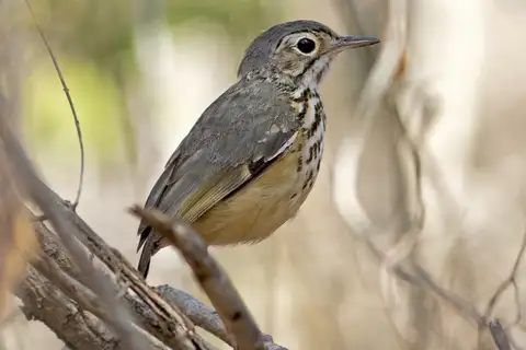 White-browed Antpitta