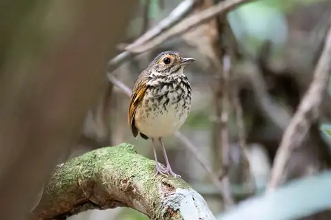 Snethlage's Antpitta