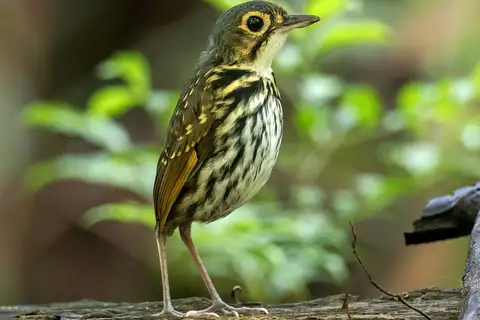 Streak-chested Antpitta