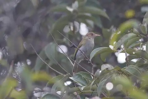 Brown-headed Greenlet