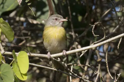 Ashy-headed Greenlet