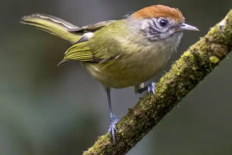 Rufous-crowned Greenlet