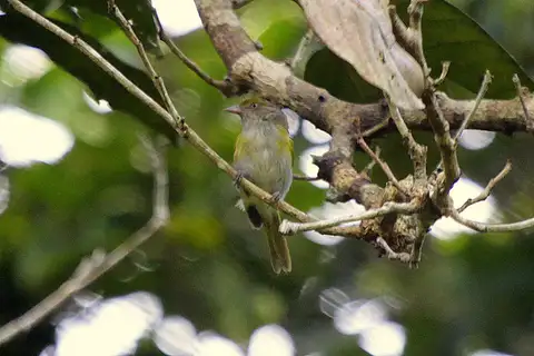 Grey-chested Greenlet
