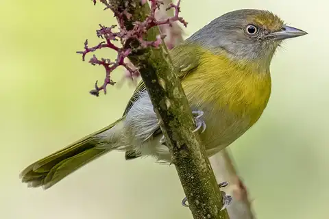Lemon-chested Greenlet