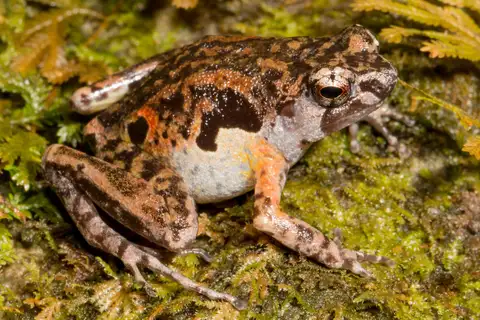 Hylophorbus lengguru