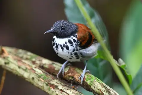 Spotted Antbird