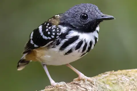 Spot-backed Antbird