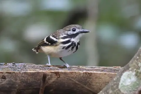 Dot-backed Antbird