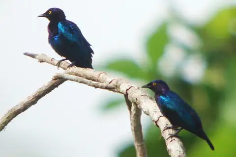 Copper-tailed Starling
