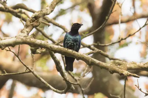 Purple-headed Starling