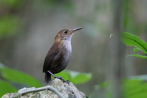 Nava's Wren