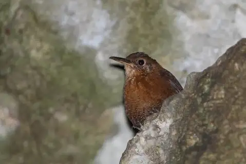 Sumichrast's Wren